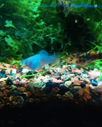 Platy sale e pepe bicolor