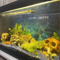 Acquario 60 litri
