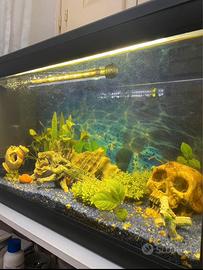 Acquario 60 litri