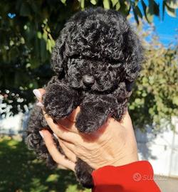 Barboncino-Barboncini toy