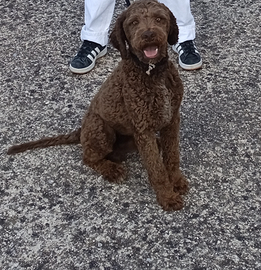 Max. Lagotto Romagnolo