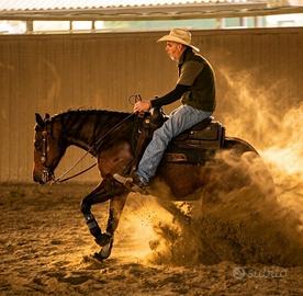 Cavalla quarter horse reining pronta show