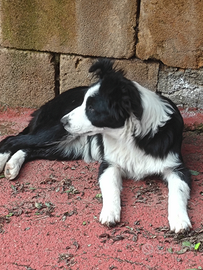 Cucciolo Border Collie