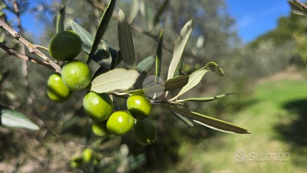 TER. AGRICOLO A SPOLETO