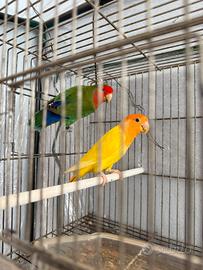 Coppia di inseparabili