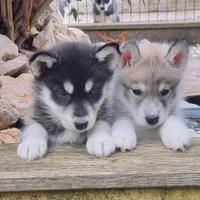 Cuccioli di siberian husky