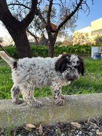 Lagotto femmina