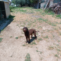 Lagotto maschio