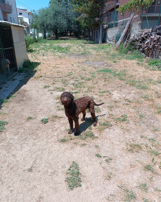 Lagotto maschio
