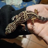 Geco leopardino sub adulto femmina