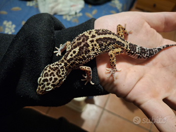 Geco leopardino sub adulto femmina