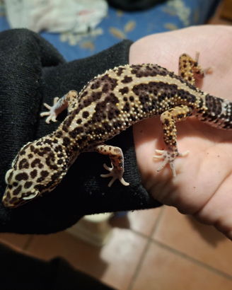 Geco leopardino sub adulto femmina