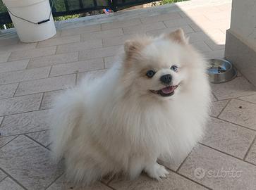 Disponibile Spitz Pomerania nano per monta