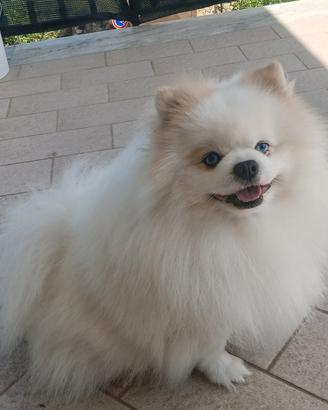 Disponibile Spitz Pomerania nano per monta