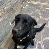 Nix cagnolina