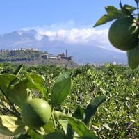 Agrumeto vicino san marco