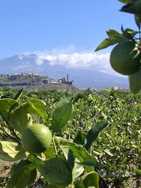 Agrumeto vicino san marco