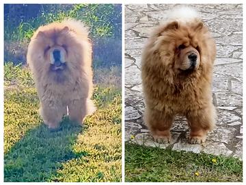 Cuccioli di chow chow