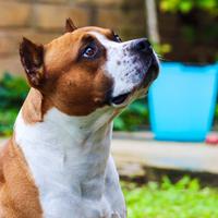 Amstaff per monta