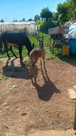 Asina con puledro