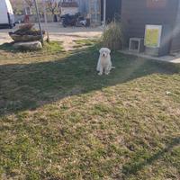 Cucciola di Maremmano Abbruzzese