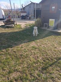 Cucciola di Maremmano Abbruzzese