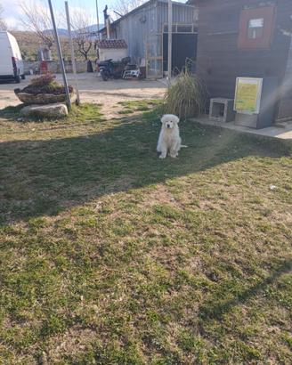 Cucciola di Maremmano Abbruzzese