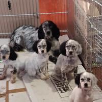 Disponibili cuccioli di setter inglese