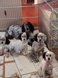 Disponibili cuccioli di setter inglese