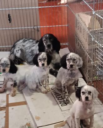 Disponibili cuccioli di setter inglese