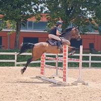 Cavallo salto ostacoli bravissimo