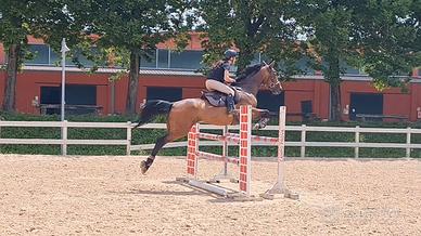 Cavallo salto ostacoli bravissimo