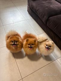 Volpino pomerania Pedigree da compagnia spitz TOY