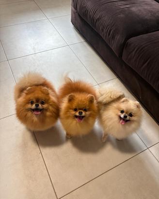 Volpino pomerania Pedigree da compagnia spitz TOY