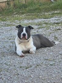 Amstaff blue per monta