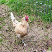 Gallo e galline incrocio romagnola/amburgo pagliet