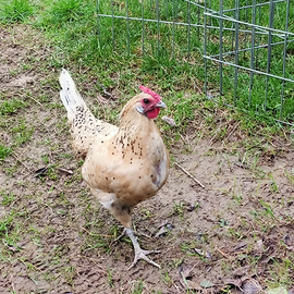 Gallo e galline incrocio romagnola/amburgo pagliet