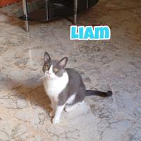 Simba, Sole, Liam e Nala gatti in adozione