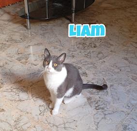 Simba, Sole, Liam e Nala gatti in adozione