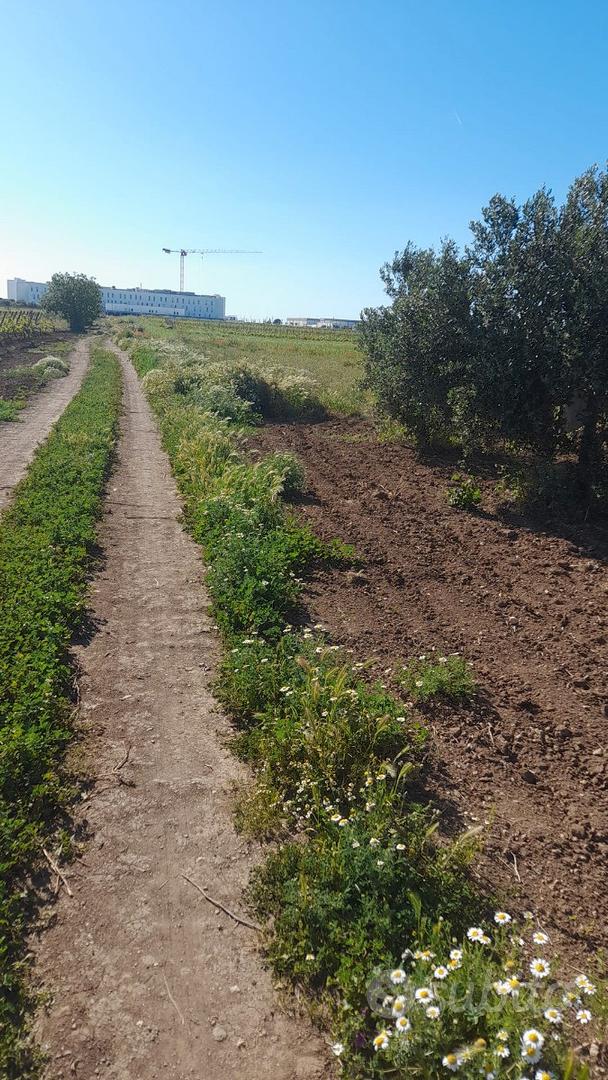 Terreno agricolo vigneto primitivo igp montefusco - Vista 5