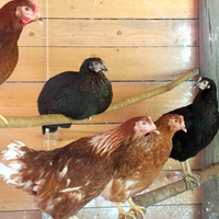 Galline ovaiole rosse, livornesi e