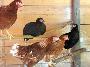 Galline ovaiole rosse, livornesi e