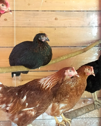 Galline ovaiole rosse, livornesi e
