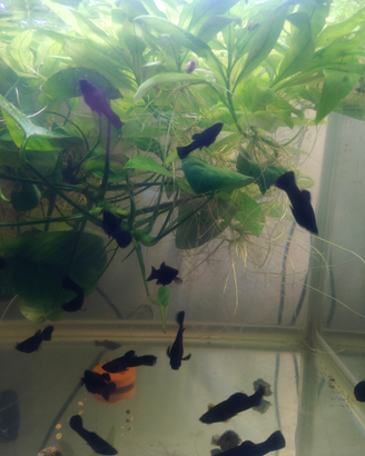 Black Molly