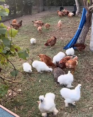 Galline