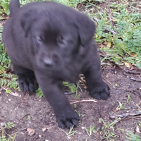 Disponibili cuccioli di Labrador