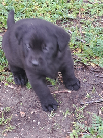 Disponibili cuccioli di Labrador