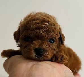 Barboncini asiatici mini toy red