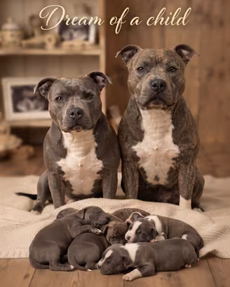 Staffordshire bull terrier blu