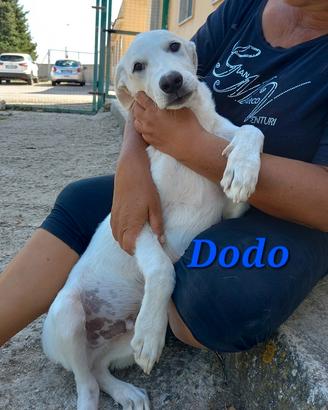 2 cuccioli in canile